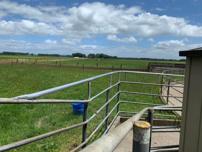 Willow Creek Engineering Agricultural Engineering Cattle Races