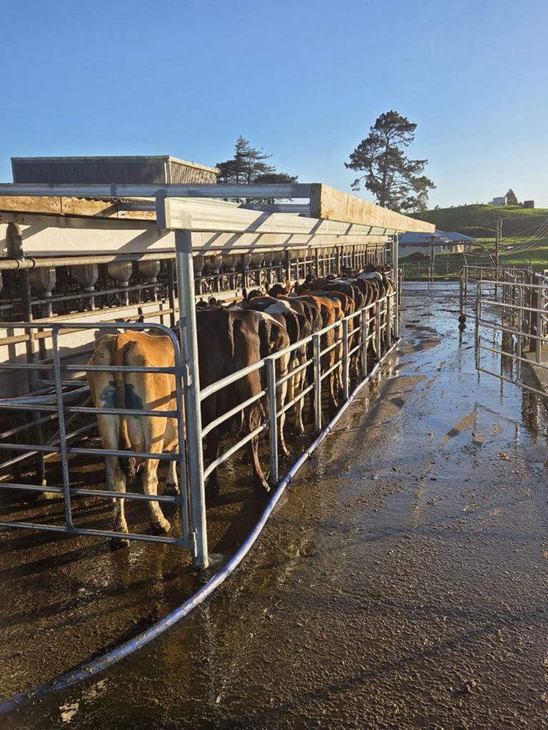 Willow Creek Engineering Cattle Races And Dairy Shed Engineering Services (1)