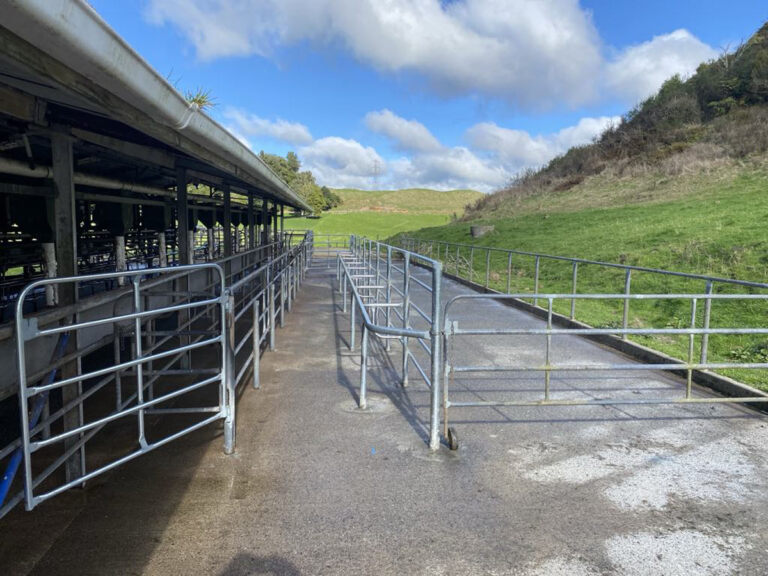 Willow Creek Engineering Cattle Races And Dairy Shed Engineering Services (19)